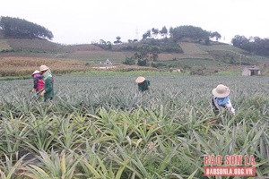 Mai Sơn mở rộng vùng nguyên liệu cho nhà máy chế biến