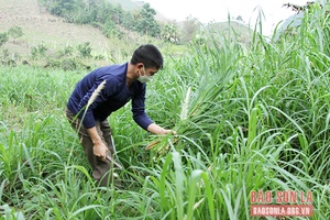 Phù Yên đẩy mạnh phòng chống dịch bệnh cho đàn gia súc