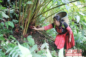 Háng Đồng chuyển đổi cơ cấu cây trồng, vật nuôi