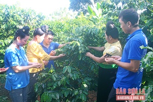 Mai Sơn hướng tới sản xuất, chế biến cà phê bền vững