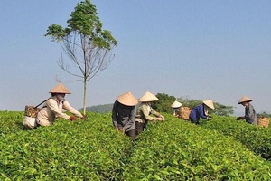 Tăng cường quản lý mã số vùng trồng phục vụ xuất khẩu
