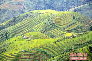 Màu xanh nơi vùng cao Xím Vàng