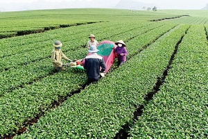 Hương sắc mùa thu trên cao nguyên