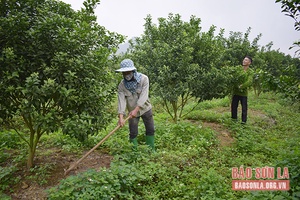 "Tỷ phú" dưới chân đèo Lũng Lô