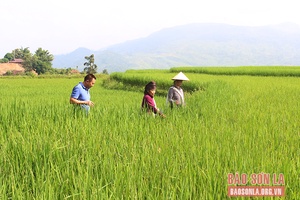 HTX Tú Châu đa dạng các sản phẩm nông nghiệp