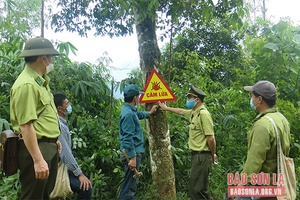 Mai Sơn nâng cao hiệu quả công tác quản lý, bảo vệ rừng