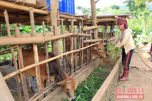Chiềng Pha phát triển chăn nuôi đại gia súc