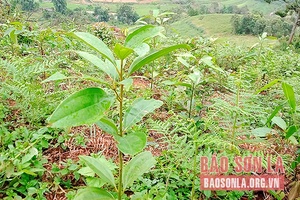 Cây quế bén rẽ trên đồi đất dốc