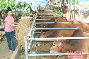 Mường Bú đẩy mạnh phát triển chăn nuôi đại gia súc