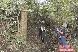 Giữ rừng trên dãy núi Pu Sâng