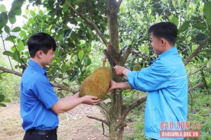 Đồng hành cùng thanh niên lập nghiệp