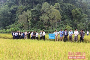 Thuận Châu đánh giá kết quả mô hình sản xuất lúa theo hướng hữu cơ