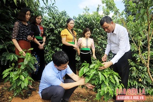 Tái canh - tạo vùng cà phê chất lượng cao