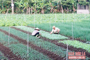 Mường Bon chuyên canh rau hàng hóa