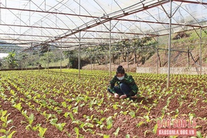 Mường Sang phát triển sản xuất nông nghiệp xanh