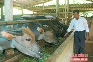 Yên Châu phát triển chăn nuôi đại gia súc theo hướng hàng hóa