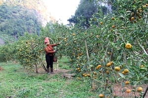 Đặc sản quýt Chiềng Cọ