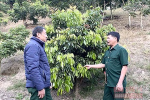 Cựu chiến binh Sông Mã sử dụng hiệu quả các nguồn vốn vay ưu đãi