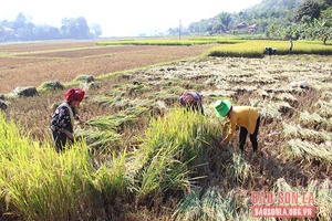 Quỳnh Nhai tập trung thu hoạch lúa mùa