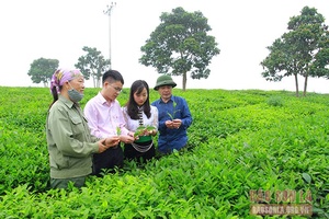Hiệu quả nguồn vốn tín dụng chính sách ở Mộc Châu