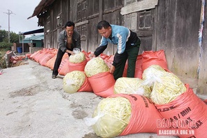 Mùa măng trúc nơi vùng cao Háng Đồng