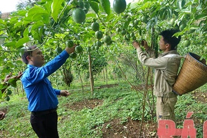 Thực hiện hiệu quả các chính sách giảm nghèo bền vững