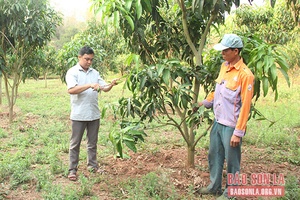 Yên Châu phát triển hợp tác xã vùng đồng bào dân tộc thiểu số