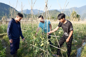 Cây vụ đông ở Mường La