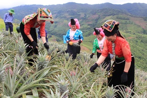 Khởi sắc vùng cao