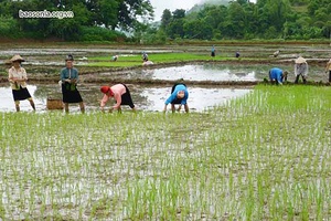 Quỳnh Nhai vào vụ mùa