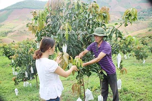 Liên kết phát triển cây ăn quả ở Sông Mã