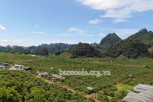 Những tỷ phú nông dân trên cao nguyên