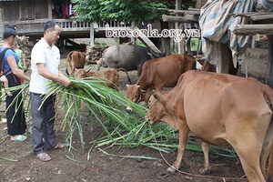 Hiệu quả các mô hình chăn nuôi ở Hua Trai          