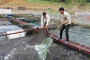 Liên kết, mở rộng phát triển sản xuất bền vững