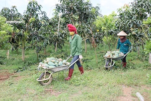 Đổi mới sản xuất, thúc đẩy nông nghiệp phát triển bền vững