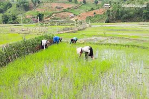 Thuận Châu phấn đấu để vụ mùa bội thu