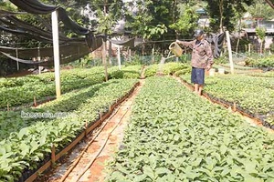 Nỗ lực đẩy nhanh tiến độ trồng rừng