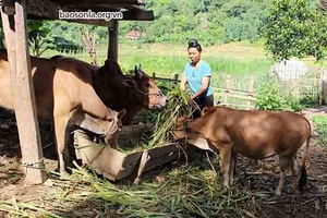 Quỳnh Nhai phát triển chăn nuôi gia súc