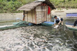 Hỗ trợ sinh kế, giúp người dân thoát nghèo