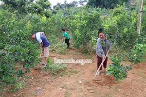 Thu nhập kép từ trồng cây ăn quả xen cà phê    