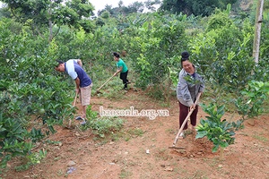 Thu nhập kép từ trồng cây ăn quả xen cà phê