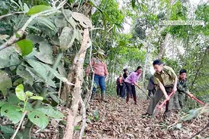 Phát triển lâm nghiệp theo hướng bền vững