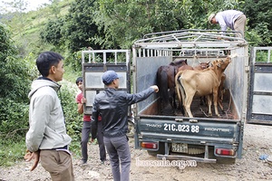 Mường Bang đẩy mạnh chăn nuôi đại gia súc