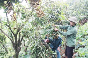 HTX dịch vụ nông nghiệp Bương Tâm sản xuất theo quy trình VietGAP