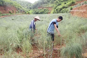 HTX Dịch vụ nông nghiệp Nhật Huy giúp người dân chuyển đổi cơ cấu cây trồng phù hợp