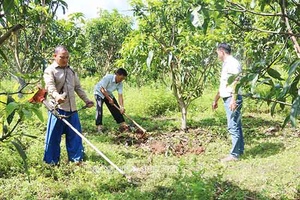 Sản xuất sản phẩm nông nghiệp an toàn ở HTX Và Hờ