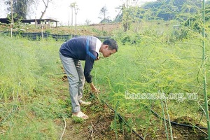 Liên Hòa hỗ trợ nông dân tăng thu nhập