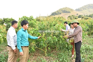 Sông Mã chuyển dịch cơ cấu cây trồng, vật nuôi gắn với nâng cao thu nhập