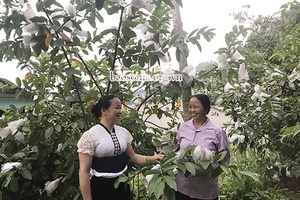 Phiêng Ban 2 chuyển đổi cơ cấu cây trồng, vật nuôi         