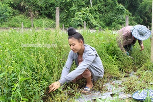 Mường Giàng tập trung nâng cao thu nhập gắn với bảo vệ môi trường